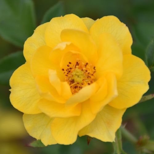 Törpe - mini rózsa - Rózsa - Luccy® - Online rózsa rendelés